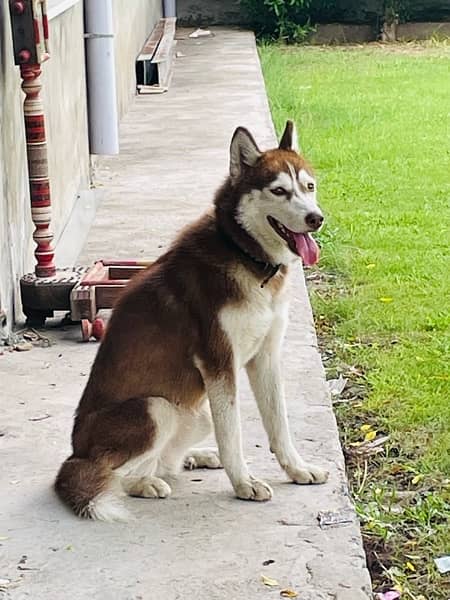 Siberian husky 4