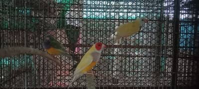 yellow back gouldian pair available