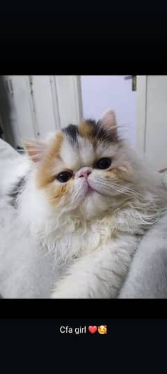 CFA exotic Persian kittens