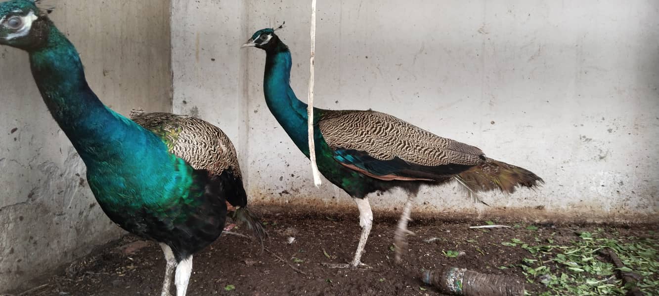 Peacocks 1