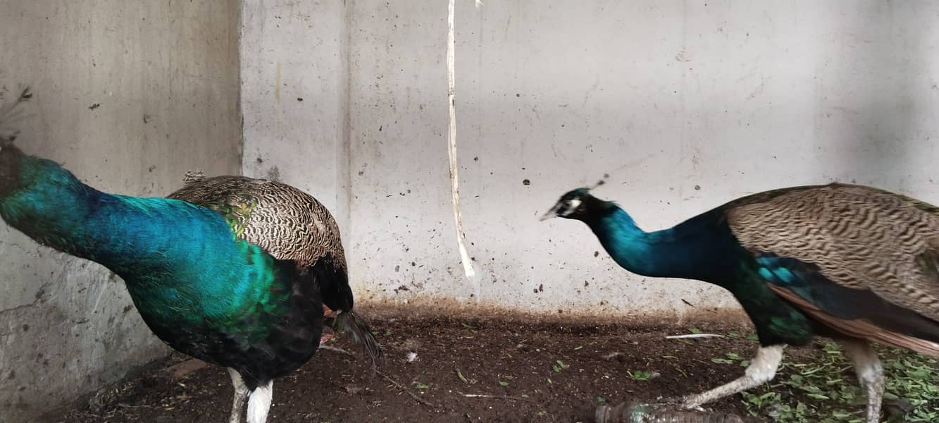 Peacocks 2