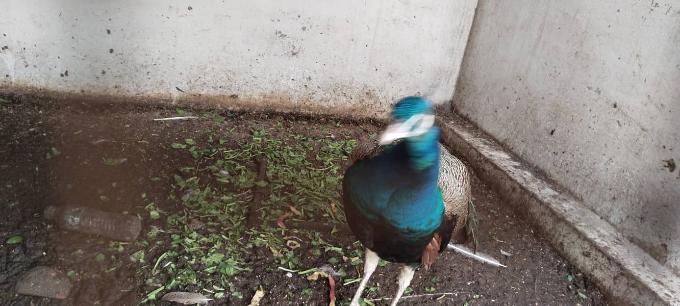 Peacocks 4