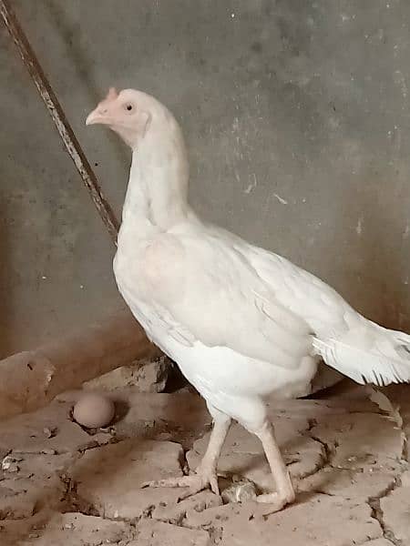 heera Aseel pair for sale 1