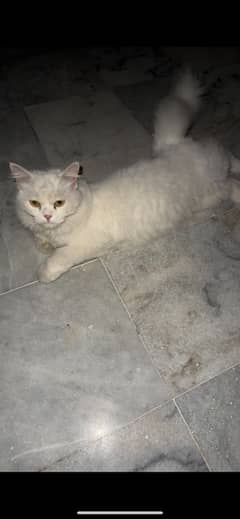 female cat for sale