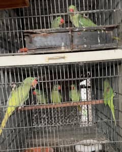 Alexandrine/Raa/Pahari/kashmiri parrot 0