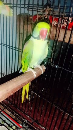 male parrot for sale hand tamed age 3 year