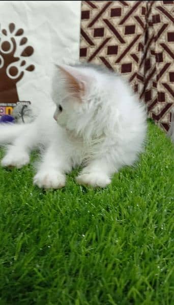 Triple coat Persian male kitten 0