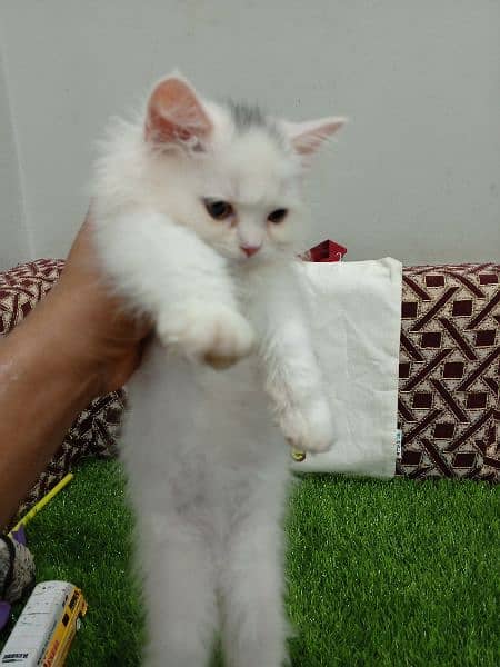 Triple coat Persian male kitten 1