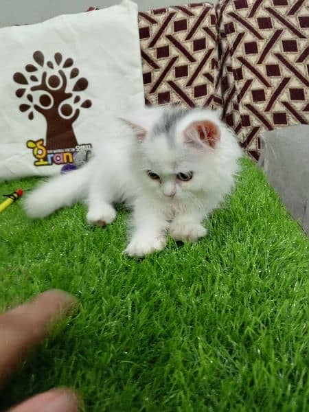 Triple coat Persian male kitten 2