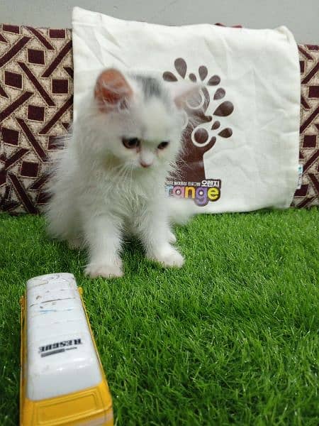 Triple coat Persian male kitten 3