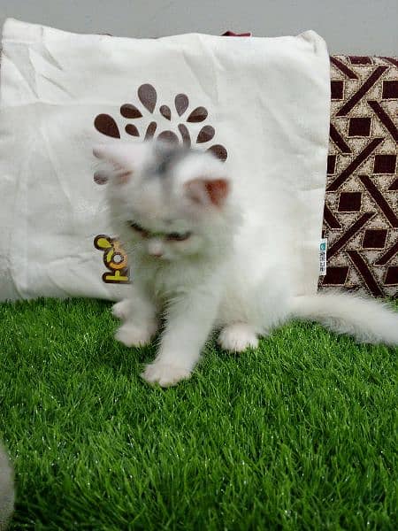 Triple coat Persian male kitten 4