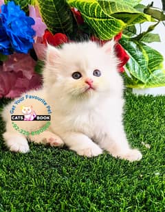 Persian Kittens | Punch Face | Triple Coated Persian Kittens For Sale