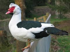 Muscovy ducks