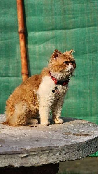 Persian cat 3