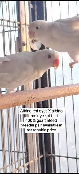 Albino red eye male x albino split female 0