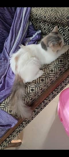 gray and white Persian female with green eyes