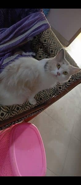 gray and white Persian female with green eyes 1