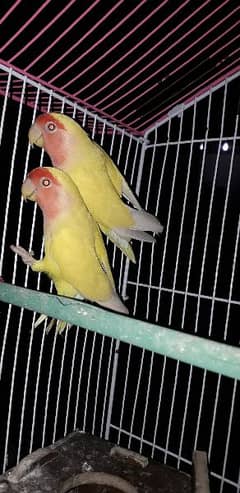 love birds breeder pair looking for new home with cage