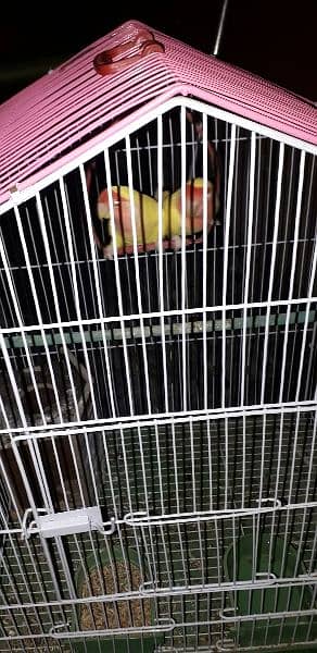 love birds breeder pair looking for new home with cage 1