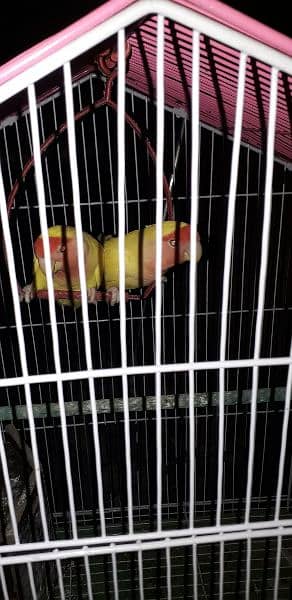 love birds breeder pair looking for new home with cage 2