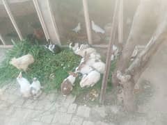 rabbits both male and female. one couple is in 500-1000rs