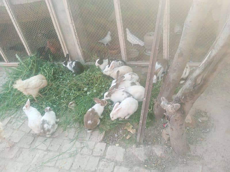 rabbits both male and female. one couple is in 500-1000rs 0