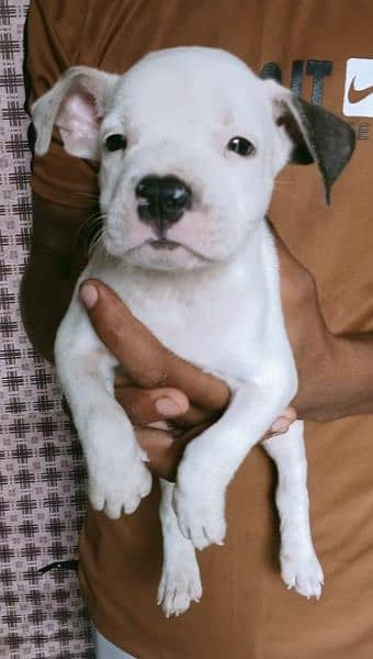 Pitbull female puppy 6