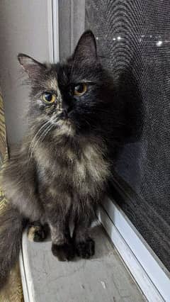 persian cat 1 year old female