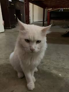 Persian cat 0