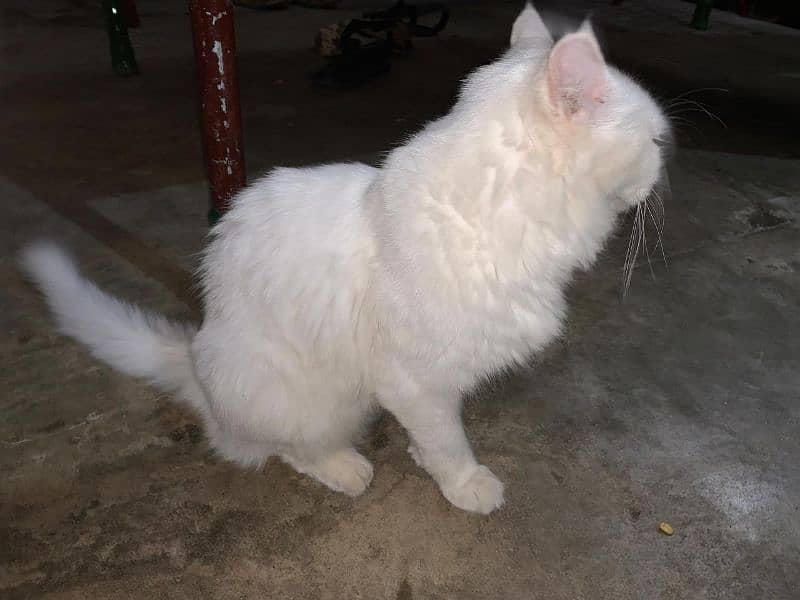 Persian cat 3