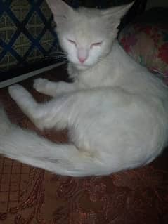 Persian cat for sale