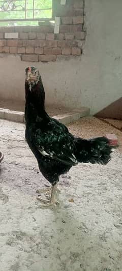 Aseel female available for sale