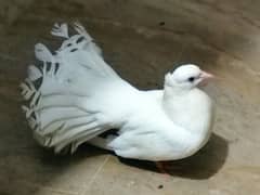 Pair of lucky fancy pigeons