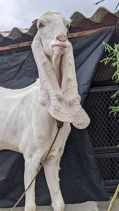 goat Bakri