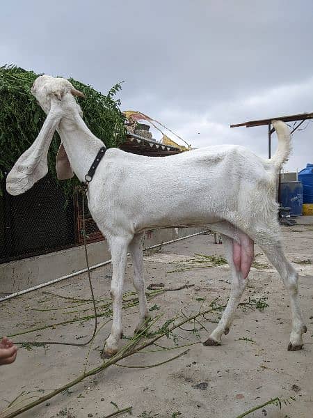 goat Bakri 1