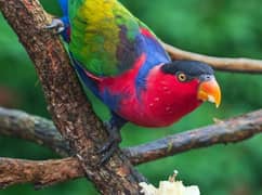 Parrot Talking Tamed Fly