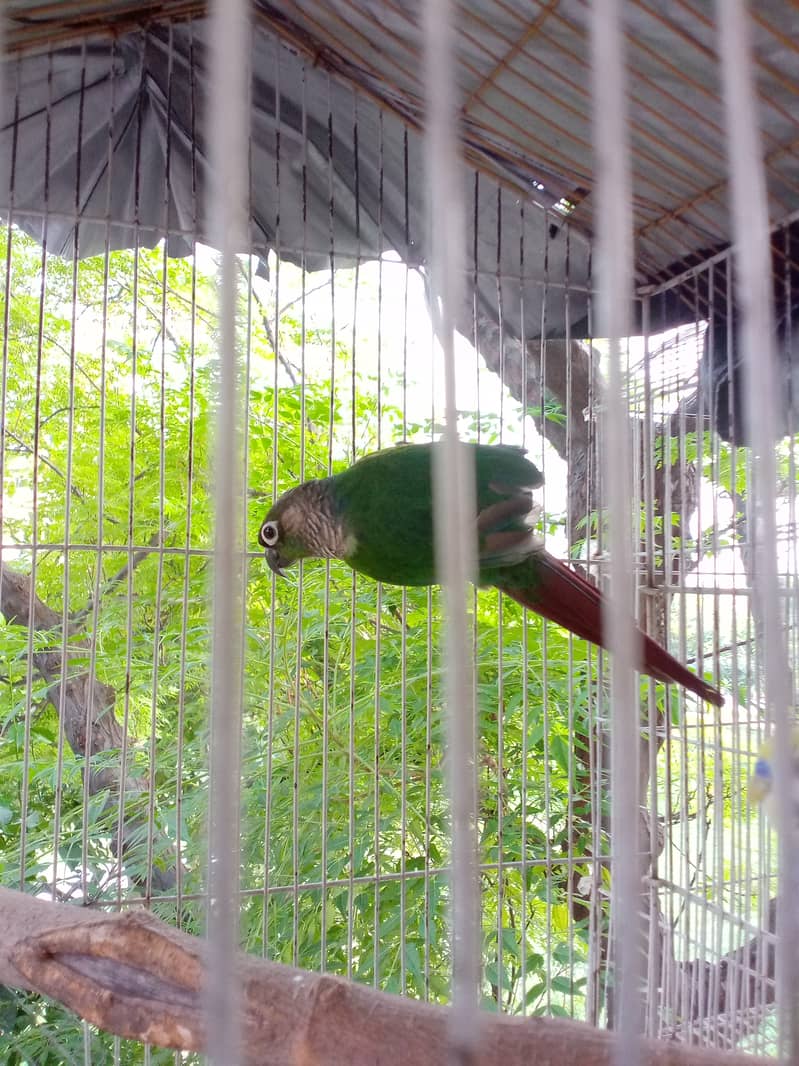 Pineapple apple conure(Male) 0