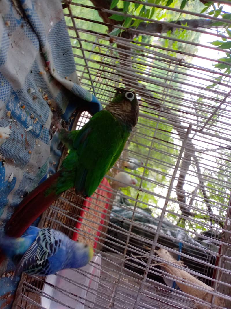 Pineapple apple conure(Male) 1