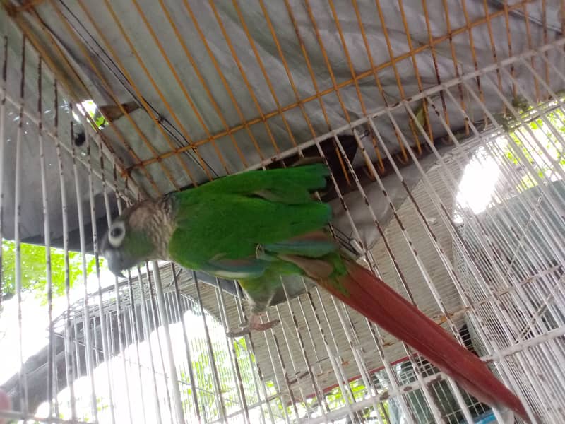 Pineapple apple conure(Male) 3