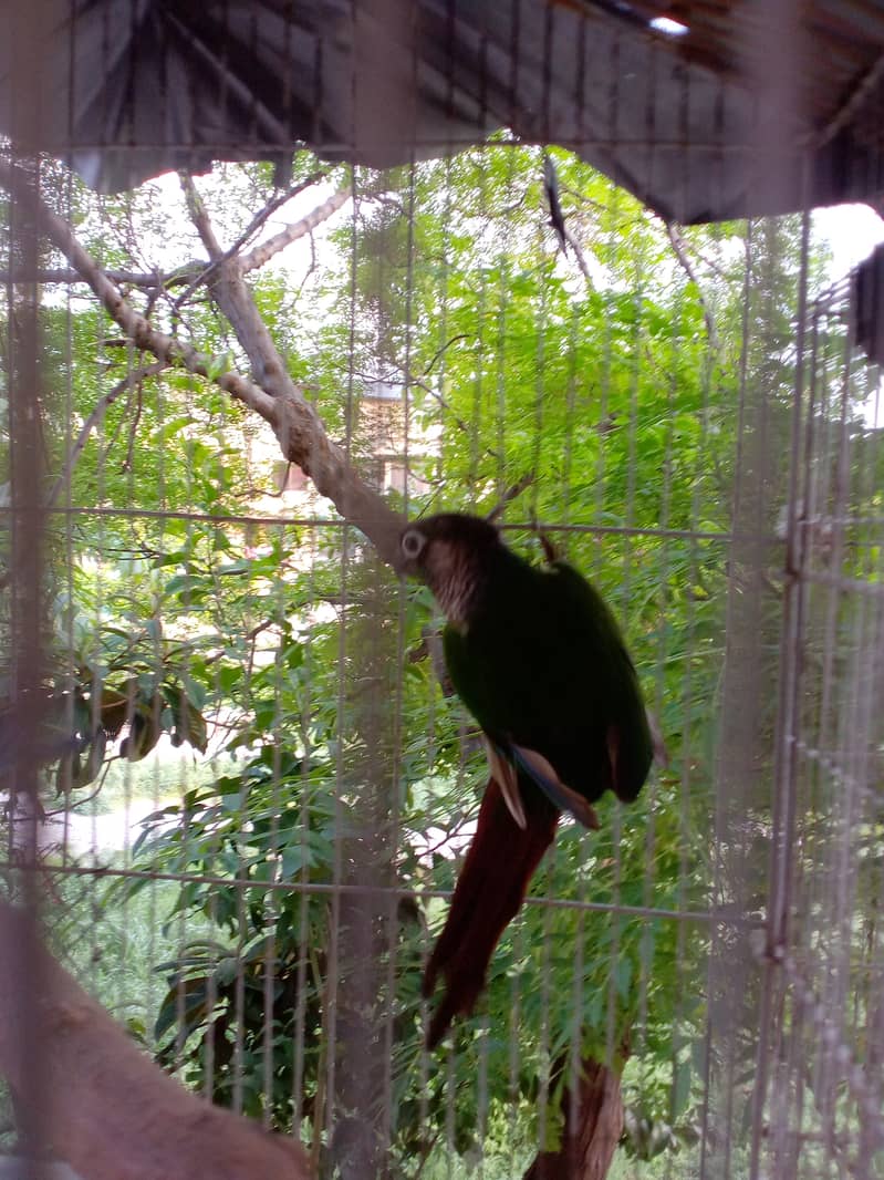 Pineapple apple conure(Male) 4