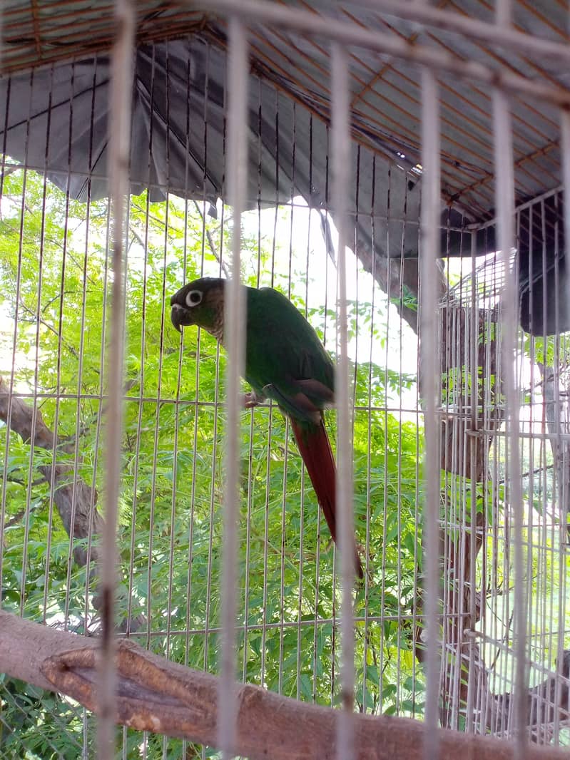 Pineapple apple conure(Male) 7