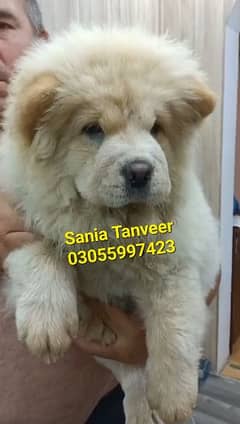 Chow Chow Extreme High Quality Imported Pups