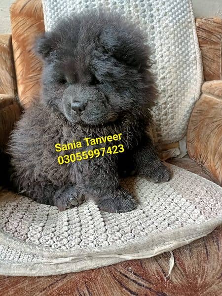 Chow Chow Extreme High Quality Imported Pups 1