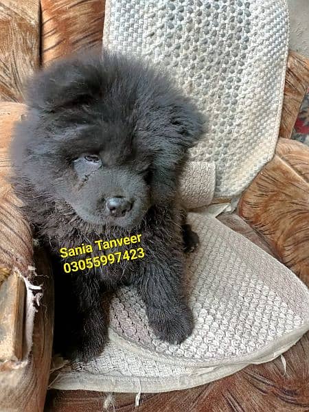 Chow Chow Extreme High Quality Imported Pups 3