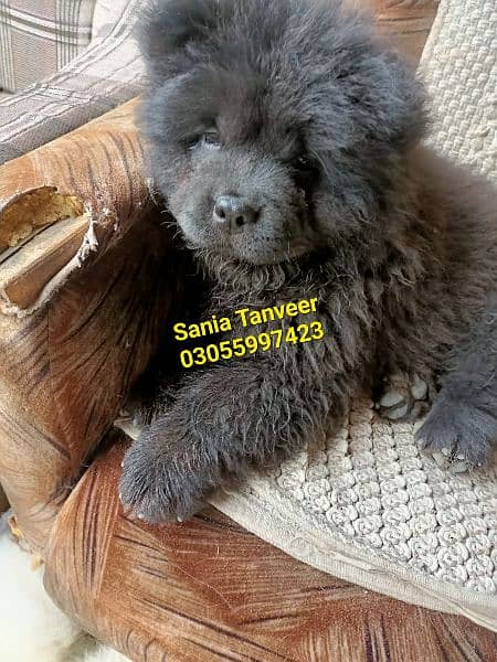 Chow Chow Extreme High Quality Imported Pups 7