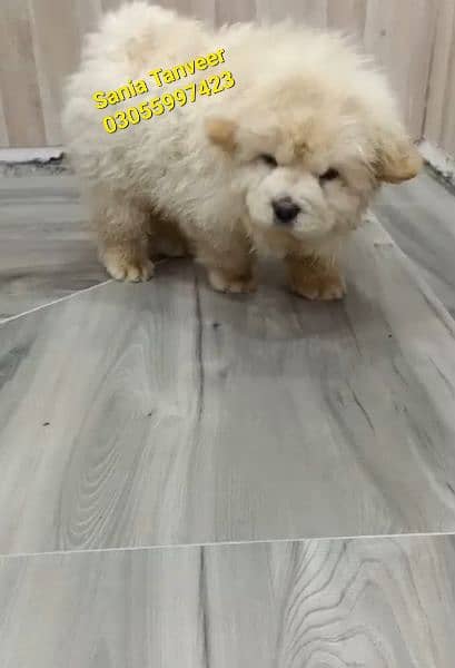 Chow Chow Extreme High Quality Imported Pups 8