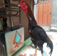 thai aseel | murga | aseel for sale | pure aseel hen | pokey/pakoya 0