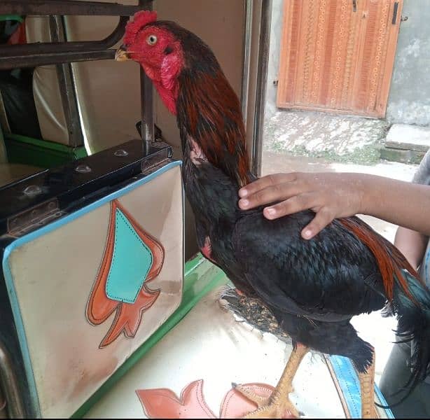 thai aseel | murga | aseel for sale | pure aseel hen | pokey/pakoya 1