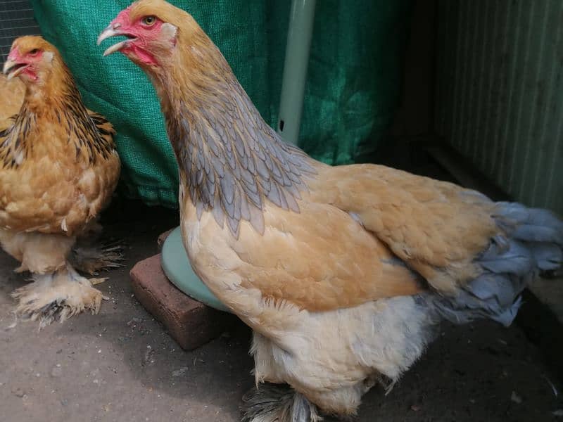 brahmas chicks and eggs for sale 5