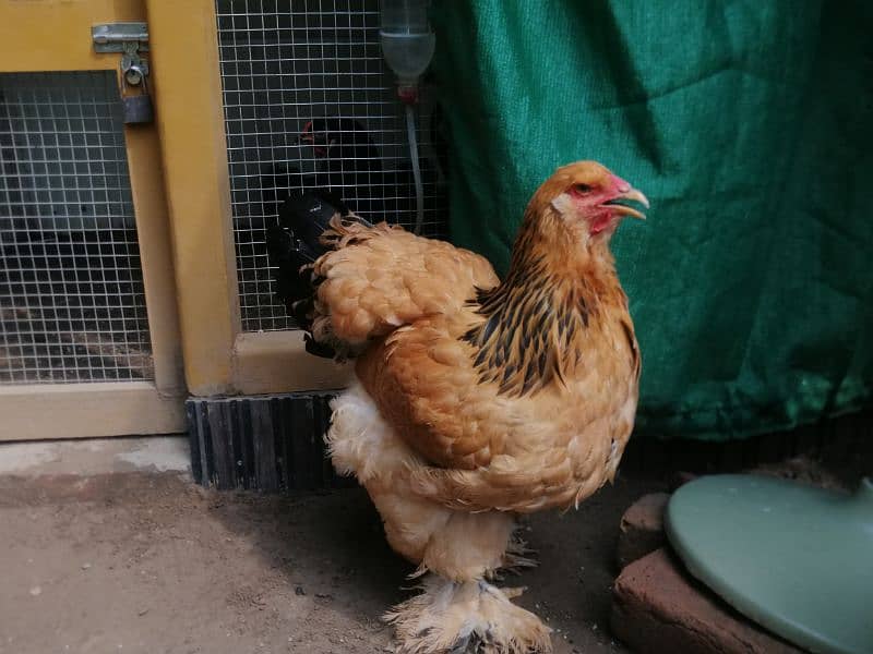 brahmas chicks and eggs for sale 9